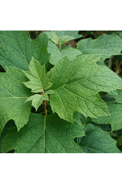 Гортензія дуболиста Аліса листя